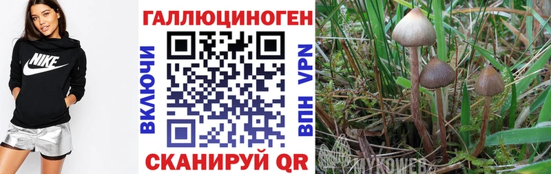 где купить наркоту Аткарск Галлюциногенные грибы MAGIC MUSHROOMS